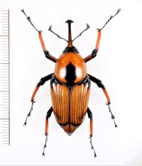 テナガオサゾウムシの一種　Cyrtotrachelus sp.　♀　ベトナム中部