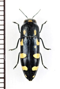 タマムシの一種　Ptosima undecimmaculata　イタリア