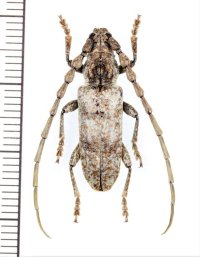 カミキリムシの一種 　Cerambycidae species　♀　 ベトナム北中部