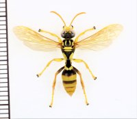 ババアワフキバチ　♀　石垣島