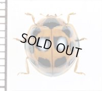 テントウムシの一種　Coccinellidae species　 ベトナム北東部