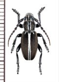 ヒサゴカミキリの一種　Dorcadion circumcinctum　♂　スペイン