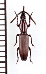 好蟻性オニミツギリゾウムシの一種　Eremoxenini species　♀　オーストラリア