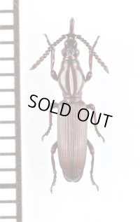 好蟻性オニミツギリゾウムシの一種　Eremoxenini species　♀　オーストラリア