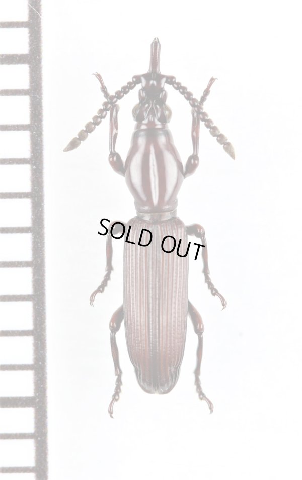 画像1: 好蟻性オニミツギリゾウムシの一種　Eremoxenini species　♀　オーストラリア