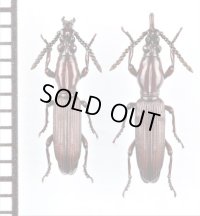 好蟻性オニミツギリゾウムシの一種　Eremoxenini species　ペア　オーストラリア