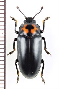 オオキノコムシの一種 　Erotylidae species　 ベトナム中部