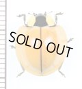テントウムシの一種　Coccinellidae species　 ベトナム北東部