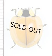 テントウムシの一種　Coccinellidae species　 ベトナム北東部