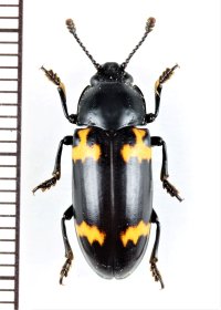 オオキノコムシの一種 　Erotylidae species　 ベトナム中部