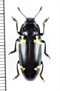 オオキノコムシの一種 　Erotylidae species　 ベトナム中部