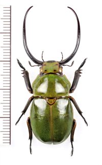 クワガタコガネの一種　 Kibakoganea sp.　特大♂48.8mm　ベトナム中部