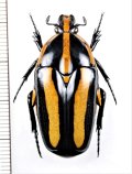 ムネスジフトツヤハナムグリ　Clerota  rigifica　♀　マレーシア