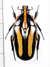 ムネスジフトツヤハナムグリ　Clerota  rigifica　♀　マレーシア