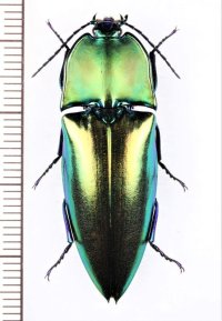 コメツキムシの一種　Campsosternus cyaniventris　マレーシア（ボルネオ島）