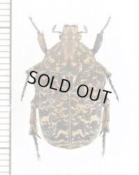 ハナムグリの一種　Protaetia ventralis　♀　ベトナム北東部