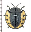 ブローチハムシの一種　Stolas sp.　ペルー