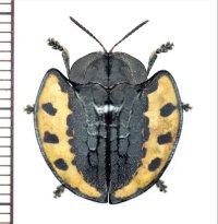 ブローチハムシの一種　Stolas sp.　ペルー