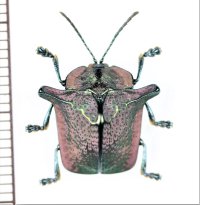 ブローチハムシの一種　Omocerus tenebrosus　ペルー