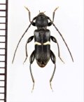 シロオビチビヒラタカミキリ　♂　山梨県
