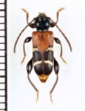 アカネカミキリ　♀　山梨県