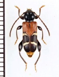 アカネカミキリ　♀　山梨県