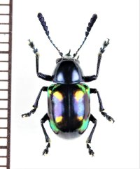 ハムシの一種　Chrysomelidae species　 ベトナム南部