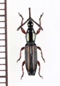 ミツギリゾウムシの一種　Brentidae species　ソロモン諸島（ガダルカナル島）