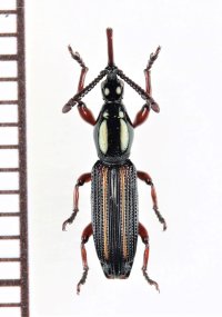 ミツギリゾウムシの一種　Brentidae species　ソロモン諸島（ガダルカナル島）