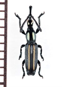ミツギリゾウムシの一種　Brentidae species　ソロモン諸島（ガダルカナル島）
