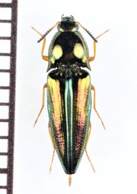 コメツキムシの一種　Elateridae species　♀　 ベトナム北東部