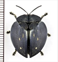 ブローチハムシの一種　Stolas funebris　ペルー