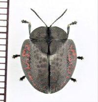 ブローチハムシの一種　Stolas sp.　ペルー