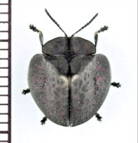 ブローチハムシの一種　Stolas sp.　ペルー