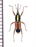 オサゾウムシの一種　Rhynchophoridae species　ソロモン諸島（ガダルカナル島）