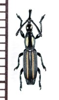 ミツギリゾウムシの一種　Brentidae species　ソロモン諸島（ガダルカナル島）