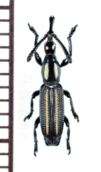 ミツギリゾウムシの一種　Brentidae species　ソロモン諸島（ガダルカナル島）