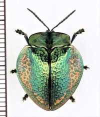 ブローチハムシの一種　Goniochenia haroldi　ペルー
