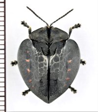 ブローチハムシの一種　Stolas sp.　ペルー