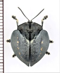 ブローチハムシの一種　Stolas sp.　ペルー