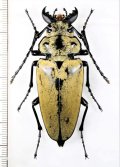 クワガタモドキの一種 　Trictenotomidae species　♀　 ベトナム北東部