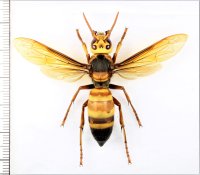 ヒメスズメバチ　女王蜂　石垣島