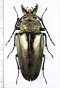 クワガタモドキの一種 　Trictenotomidae species　♀　 ベトナム北東部