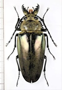 クワガタモドキの一種 　Trictenotomidae species　♀　 ベトナム北東部