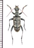 ホンドニセハイイロハナカミキリ　♂　長野県