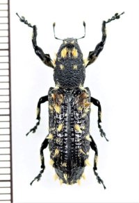 ゾウムシの一種　Lixosomus planus　マダガスカル
