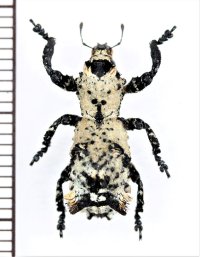 地衣類に擬態したゾウムシの一種　Lithinus niveus　マダガスカル
