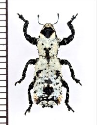 地衣類に擬態したゾウムシの一種　Lithinus niveus　マダガスカル