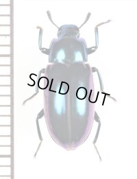 ゴミムシダマシの一種　Tenebrionidae species　フィリピン（ミンダナオ島）