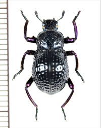 ゴミムシダマシの一種　Oedemutes sp.　フィリピン（ルソン島）